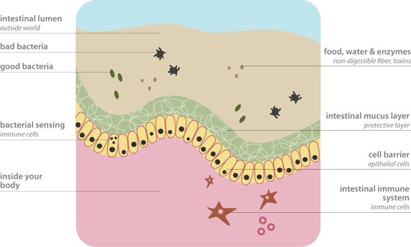 Intestinal Bacteria Diagram
